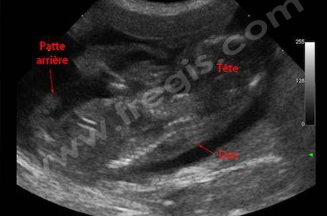 Gestation (Grossesse) chez le chienne