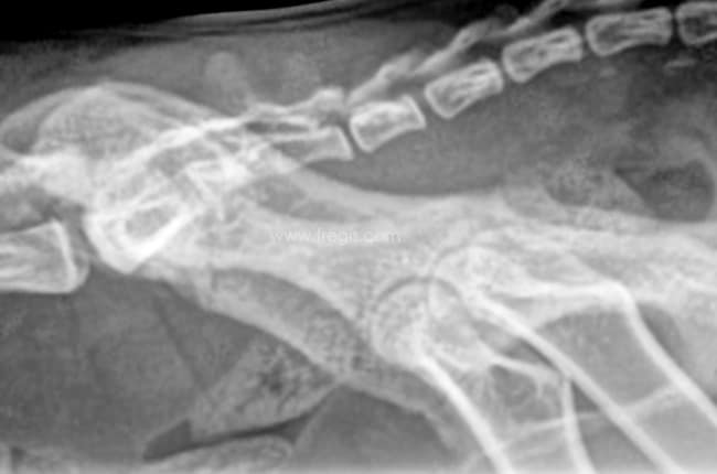 Fractures du bassin chez le chat