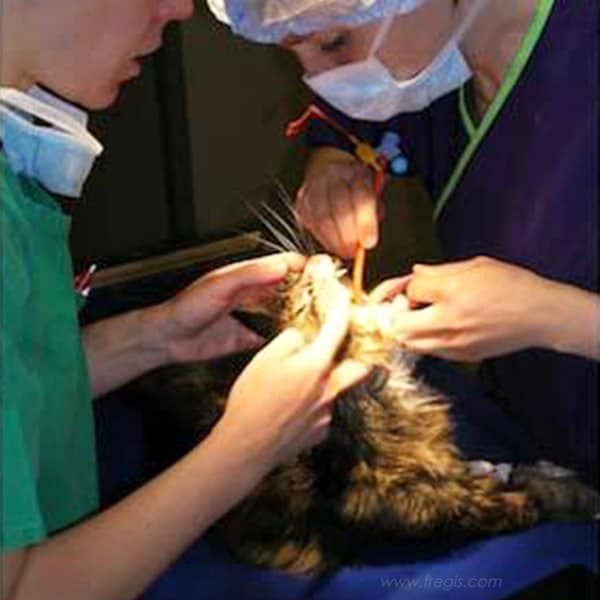 Hernie diaphragmatique chez le chat