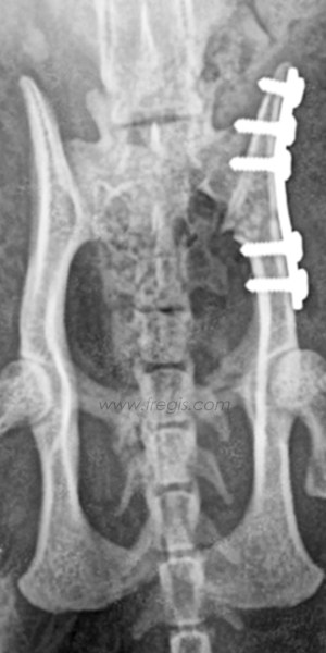 Fractures du bassin chez le chat