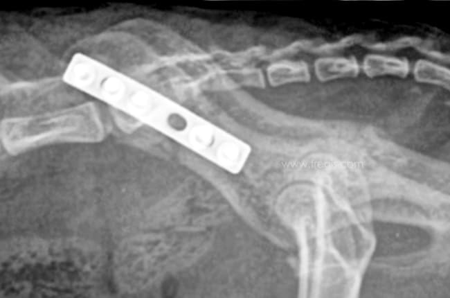 Fractures du bassin chez le chat