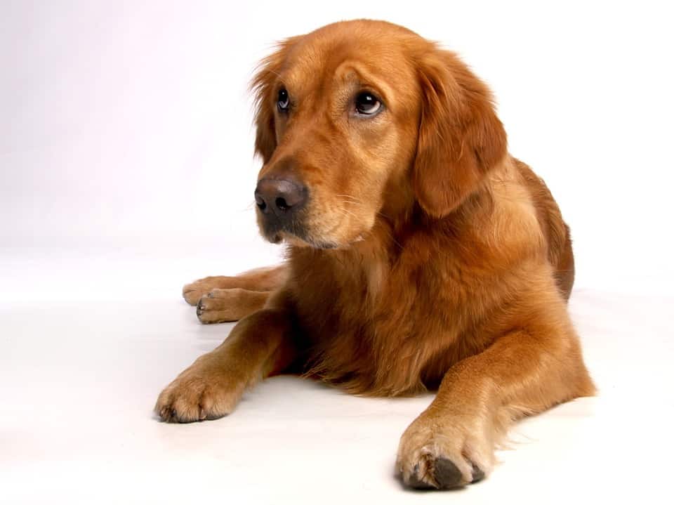 Golden retriever