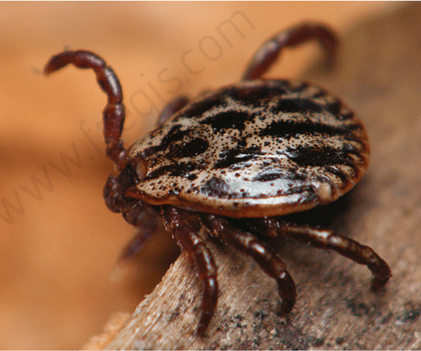 Dermacentor reticulatus (