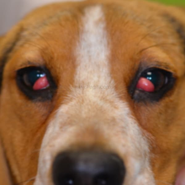 Luxation de la glande nictitante chez le chien