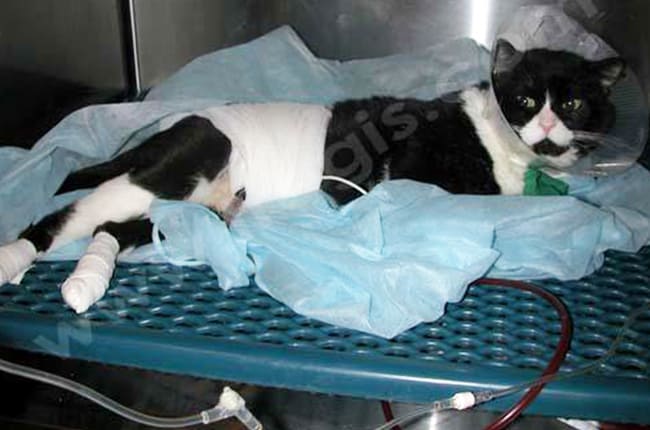 Accident de la voie publique chez le chat