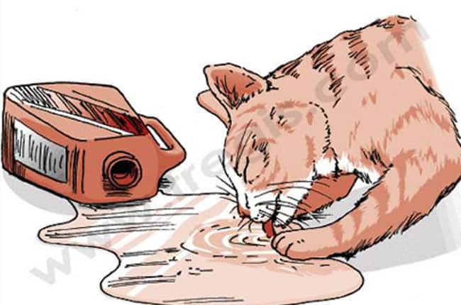Intoxication par l'antigel chez le chat