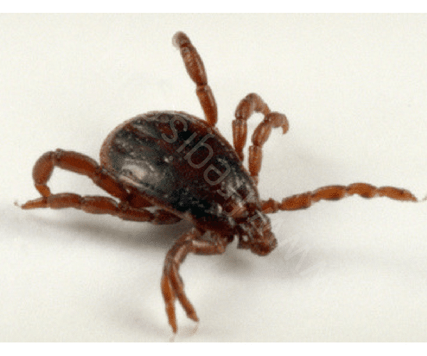 Rhipicephalus sanguineus