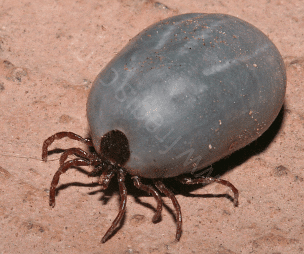 Rhipicephalus sanguineus