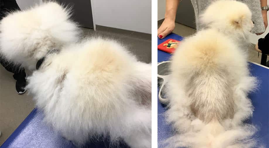 La Video Du Mois Centre Hospitalier Veterinaire Fregis Arcueil La Video Du Mois Centre Hospitalier Veterinaire Fregis Arcueil