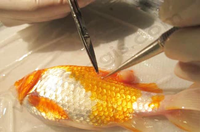 maladie cutanée poisson