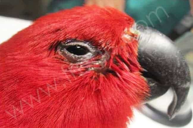 Chlamydiose chez les oiseaux