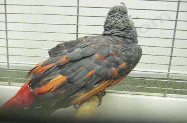 PBFD chez les oiseaux