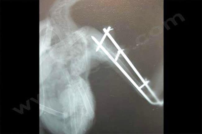 Orthopédie Tie in chez les oiseaux