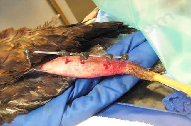 Orthopédie Tie in chez les oiseaux