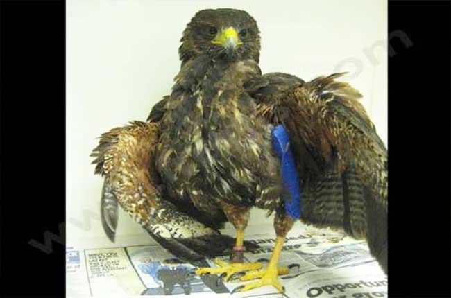 Orthopédie Tie in chez les oiseaux