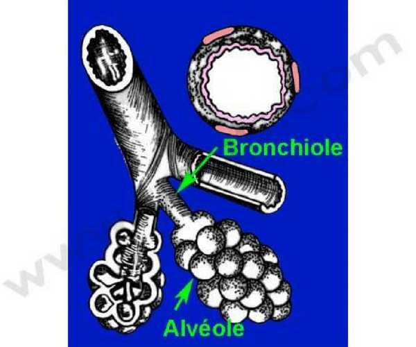 Alvéole pulmonaire-Bronchiole