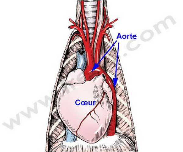 Aorte