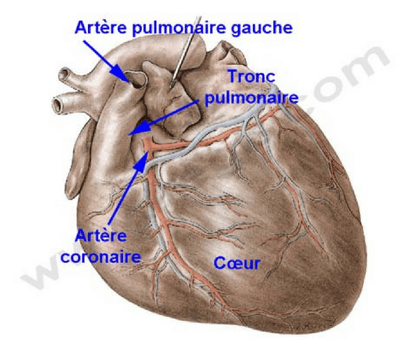 Artère pulmonaire coronaire