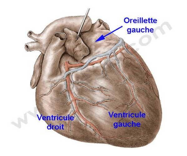 Atrium cardiaque
