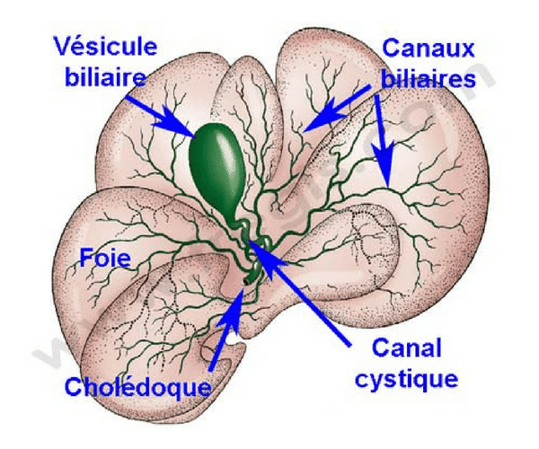 Bile