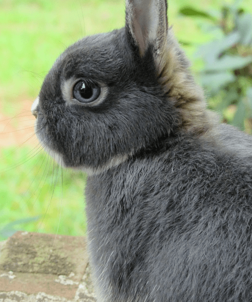 Avec sa tête courte et la face aplatie, le lapin nain est dit "brachycéphale".