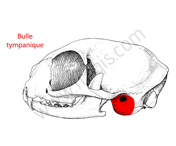 Bulle tympanique