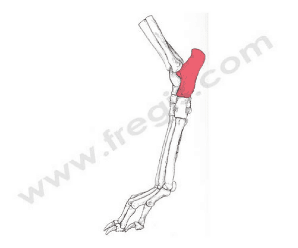 Calcaneus