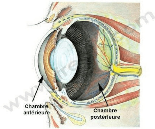 Chambre antérieure-postérieure oeil