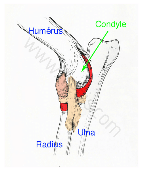 Condyle