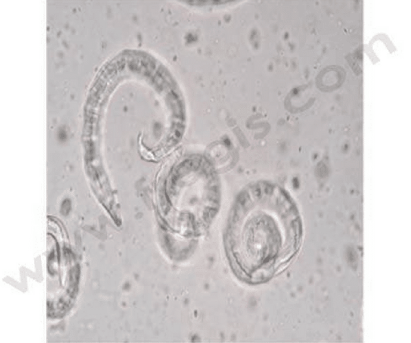 Coproscopie
