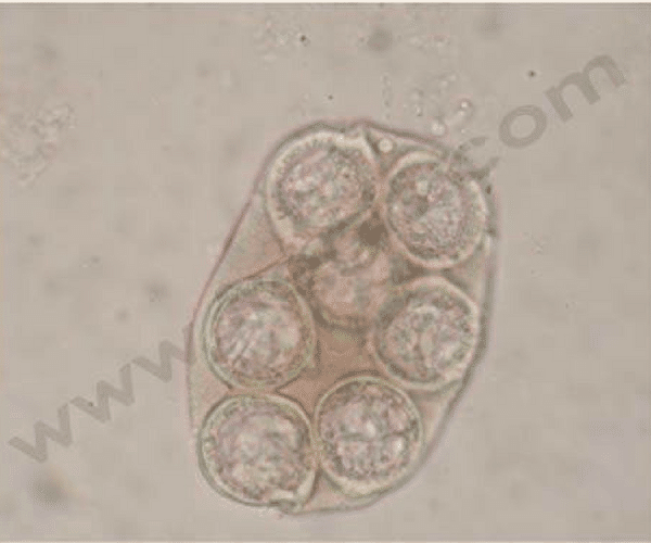 Coproscopie