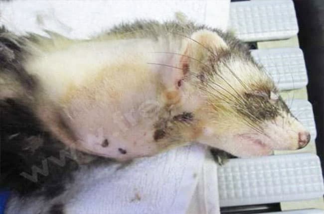 Coronavirus systémique chez le furet