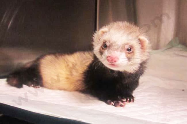 Chirurgie hépatique chez le furet