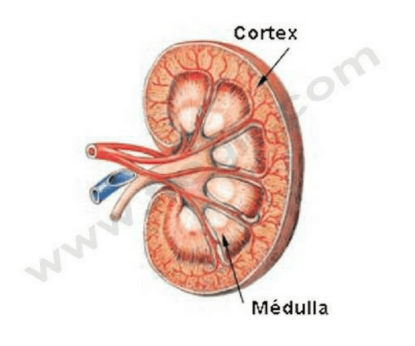 Cortex-Médulla