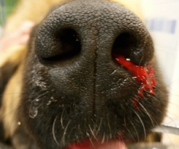 Epistaxis Chez Le Chat Centre Hospitalier Veterinaire Fregis Epistaxis Chez Le Chat Centre Hospitalier Veterinaire Fregis