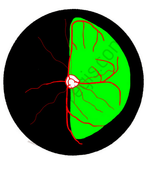 Fond d'oeil