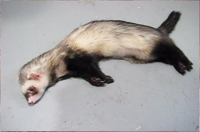 INSULINOME CHEZ LE FURET
