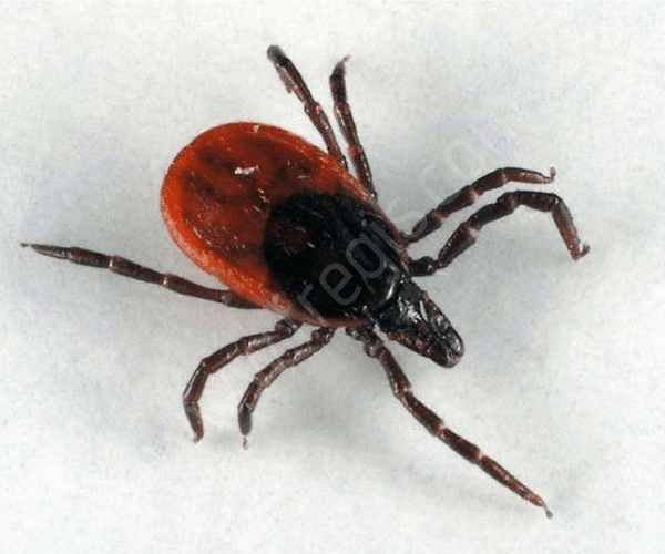 Ixodes ricinus avant