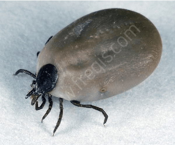 Ixodes ricinus après