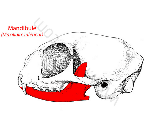 Mandibule