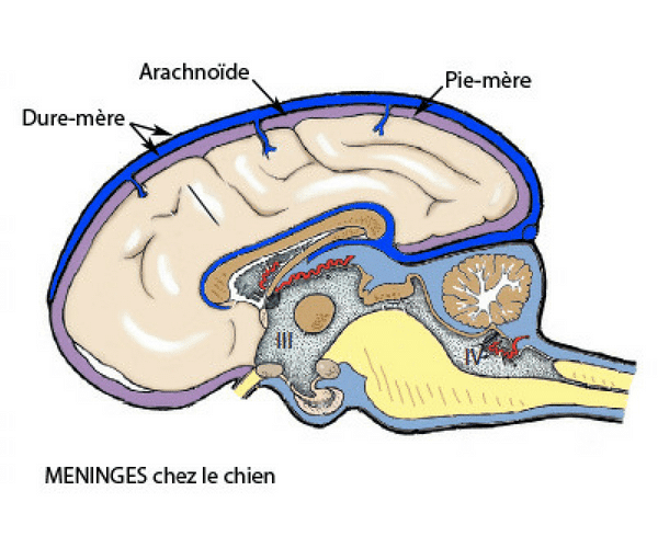 Méninges