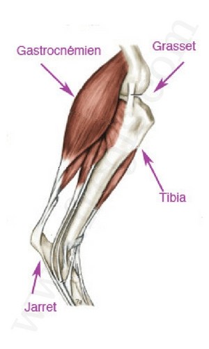 Muscle gastrocnémien