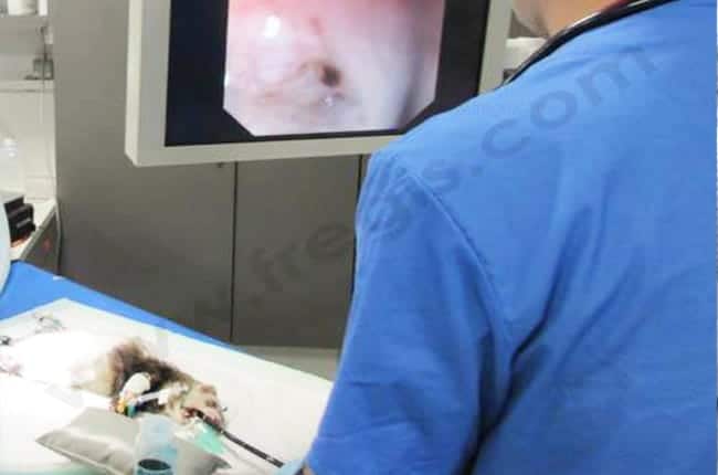 Fibroscopie digestive chez le furet