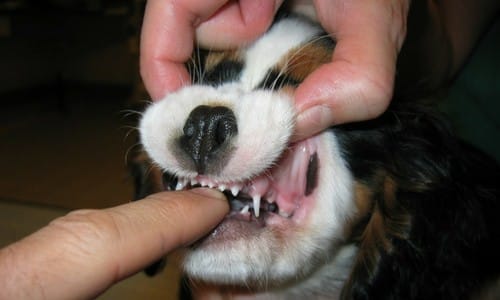 trismus chien