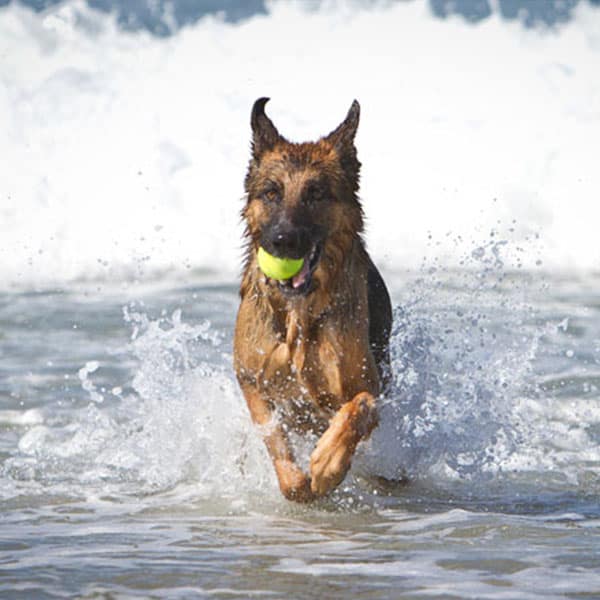 Intoxication par le sel chez le chien