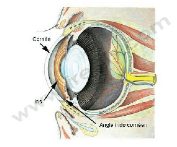 iris