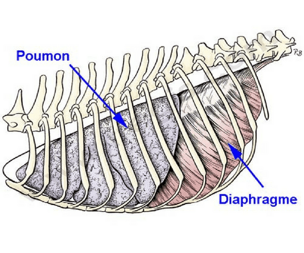 Diaphragme