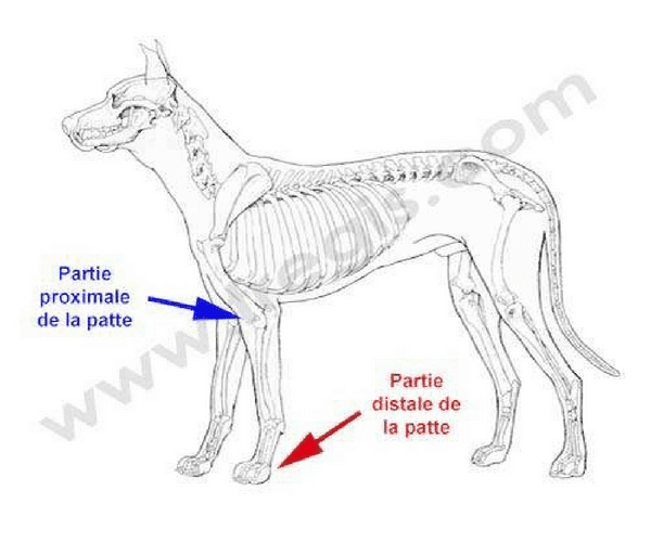Distal
