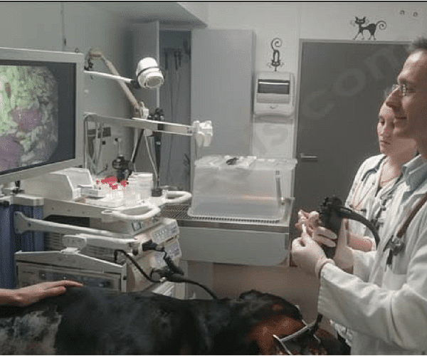 Endoscope