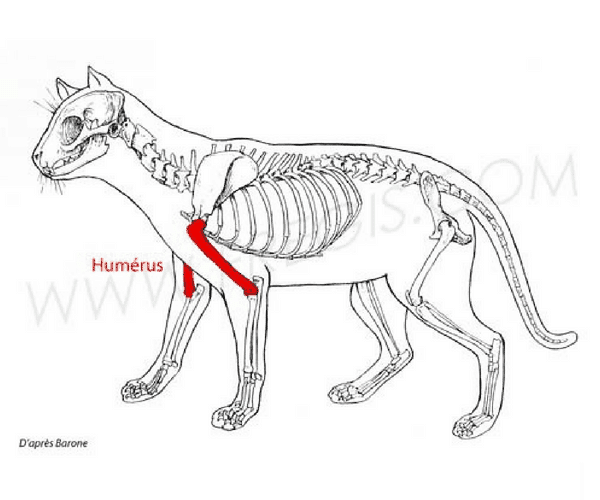 Humérus